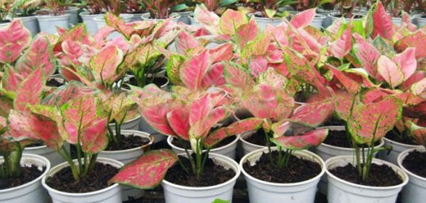 Cây vạn lộc hoa kiểng bách thảo