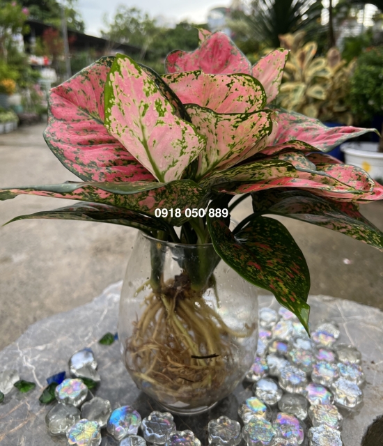 Cây Vạn Lộc lá đỏ