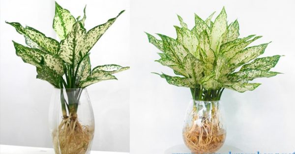 Cây vạn lộc