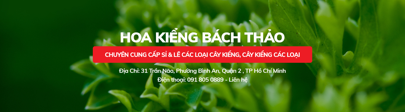 Hoa Kiểng Bách Thảo
