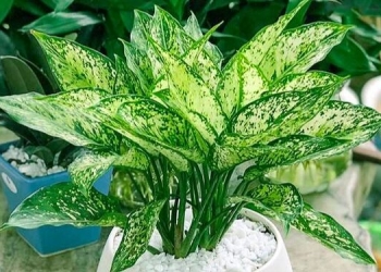 Cây Ngọc Ngân có ý nghĩa gì trong phong thủy? Cách trồng ra sao?
