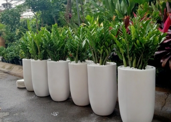 Cung cấp các chậu hoa kiểng, cây kiểng
