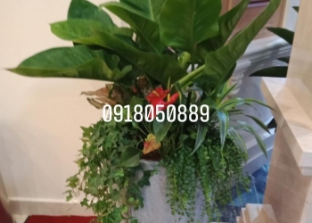GỢI Ý CHỌN LOẠI CÂY CẢNH TRANG TRÍ VĂN PHÒNG ĐẸP NHẤT