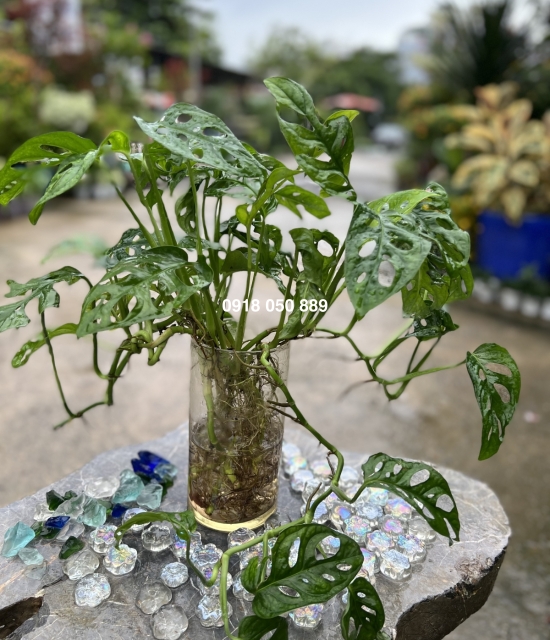 Trầu bà lổ