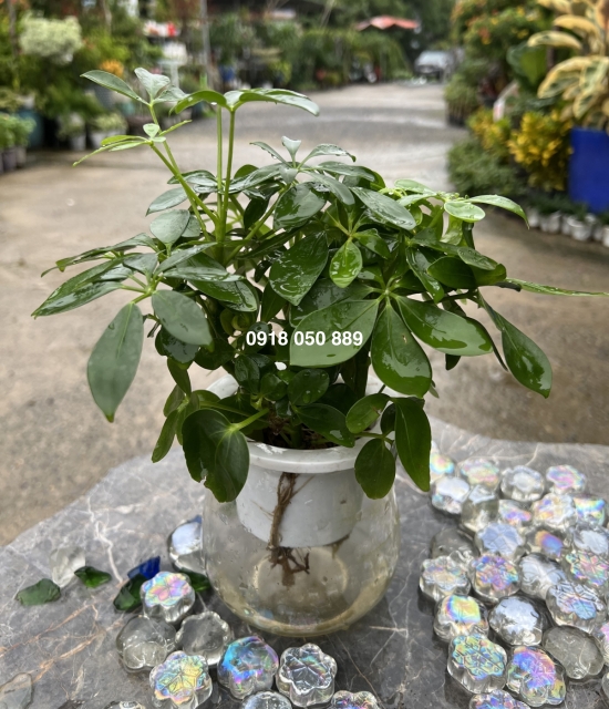 Ngũ gia bì