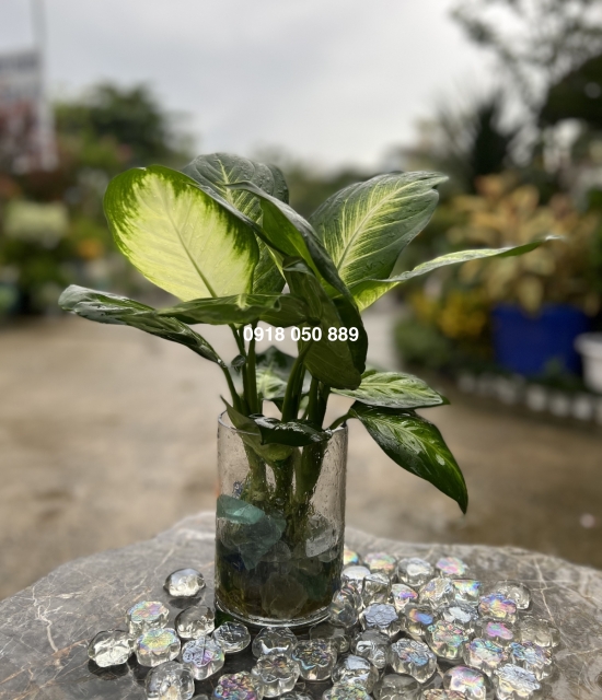 Vạn niên thanh 