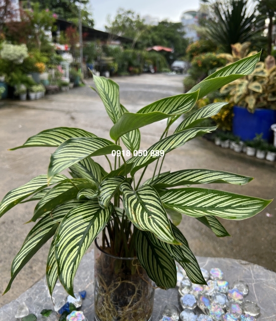 Đuôi công trắng 