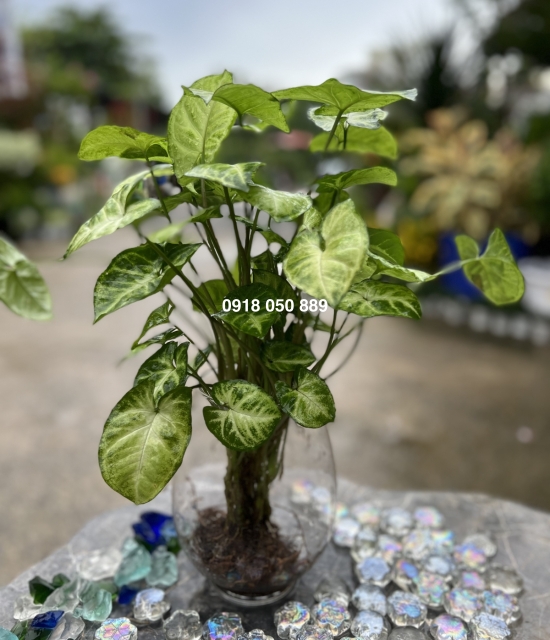 Trầu bà trắng 