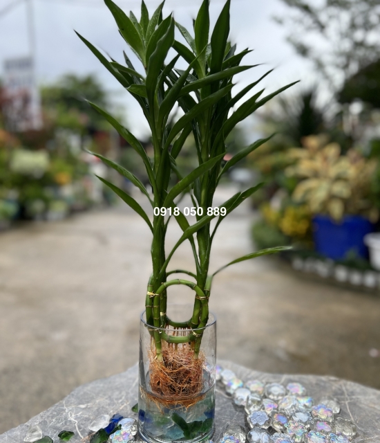 Phát lộc tài