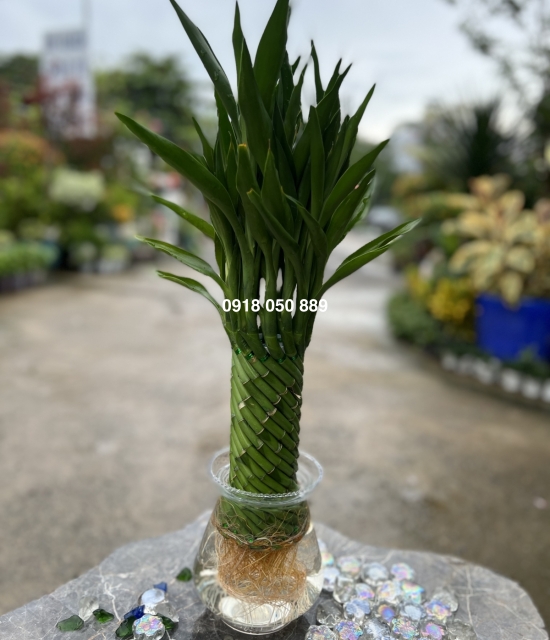 Phát tài xoắn 