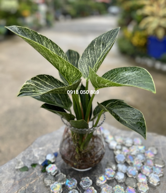 Đế vương sọc