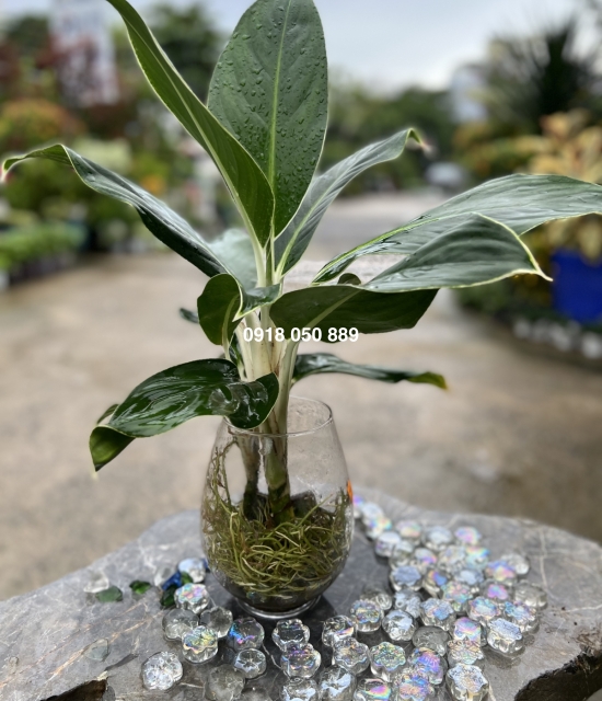 Bạch mã xanh