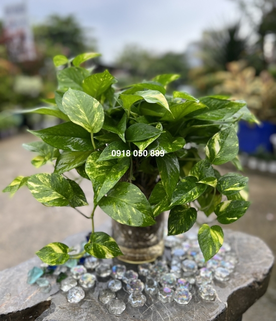 Trầu bà thái lớn 