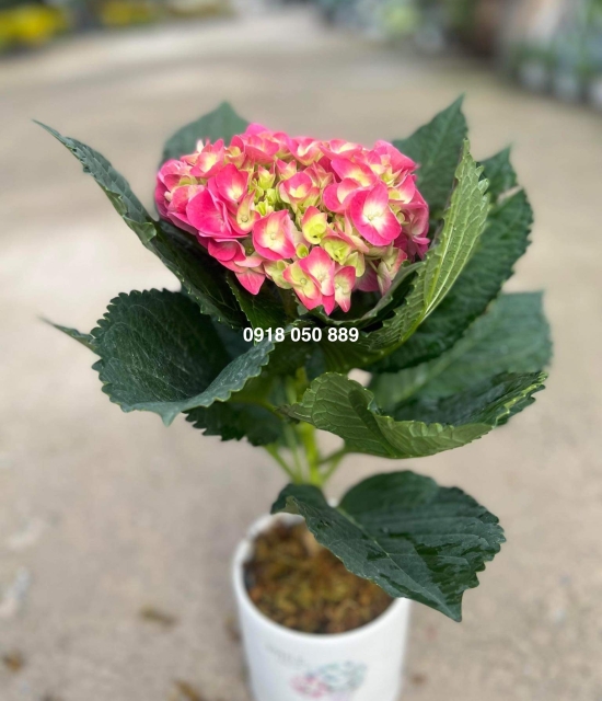 Cây Cẩm tú cầu