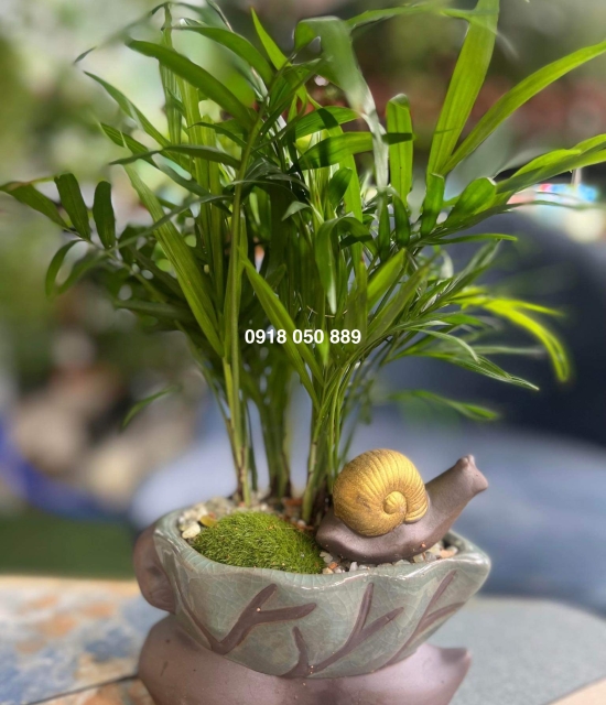 Cây cau tiểu trâm