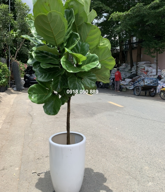 Cây bàng sing 