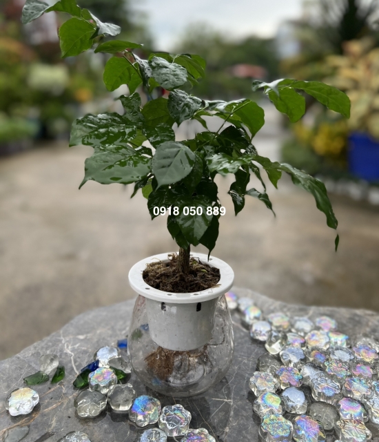 Cây Hạnh Phúc
