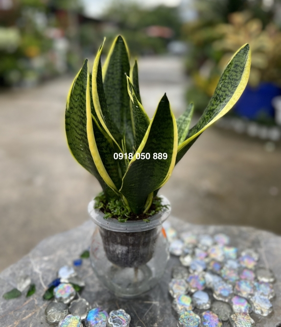 Cây Lưỡi Hỗ