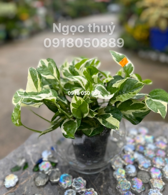 Cây Ngọc Thủy 