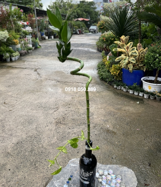 Cây Phát Lộc Thủy Sinh 1 Nhánh