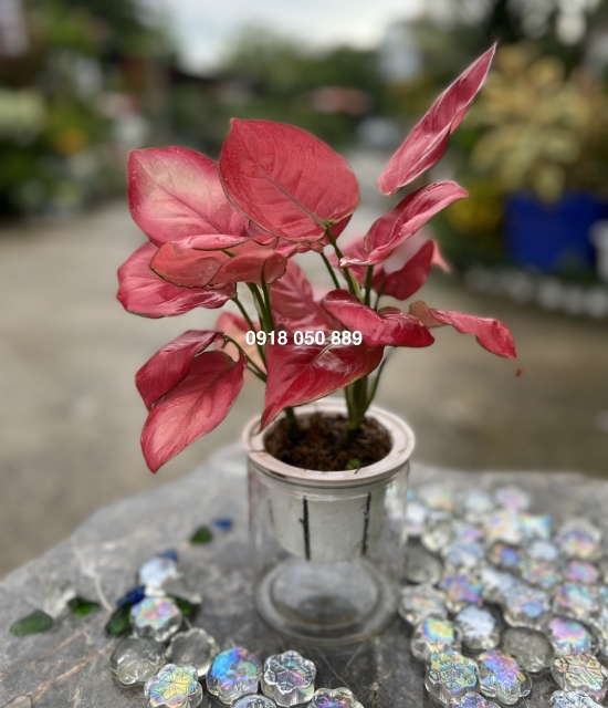 Cây Vạn Lộc Đỏ