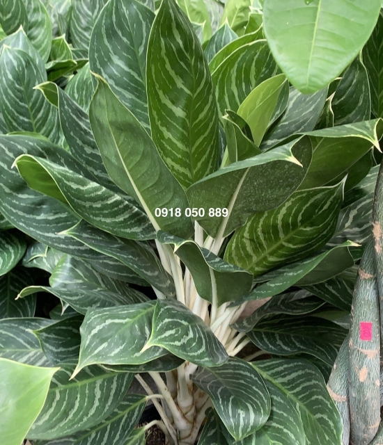 Bạch mã hoàng tử
