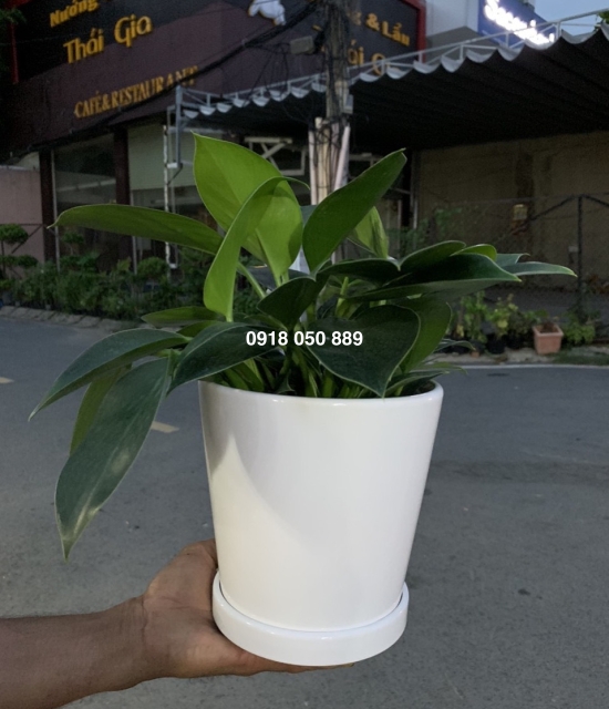 Cây Đế vương xanh