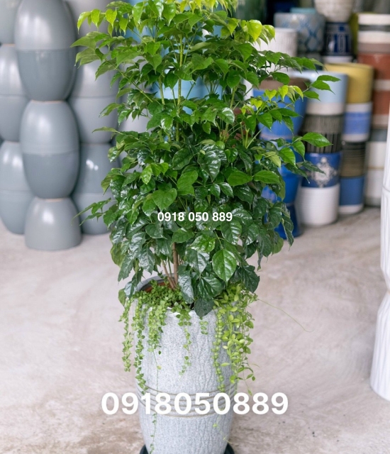 Hạnh phúc lớn combo