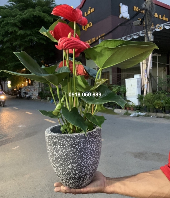 Cây môn đỏ