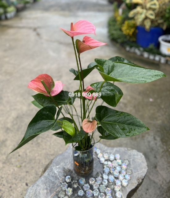 Hồng môn