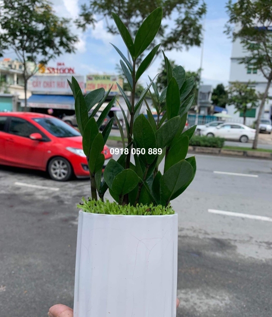 Cây kim tiền thái