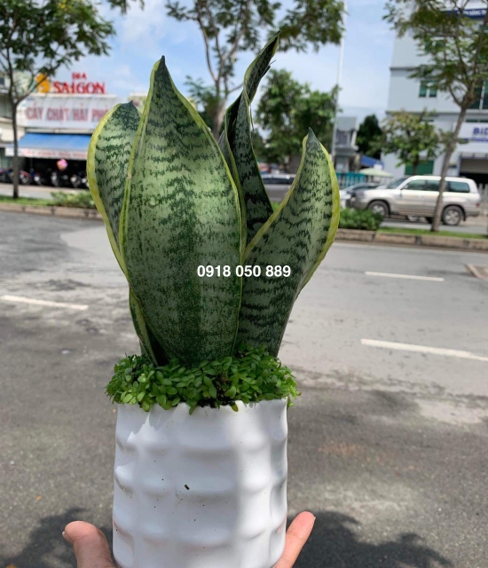 Cây lưỡi hổ 