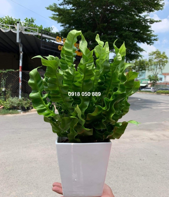 Cây  ổ phụng thái