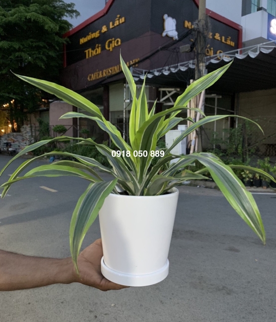 Cây phát tài mỹ 