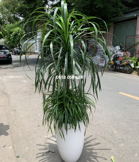 Phát tài núi thập Cẩm