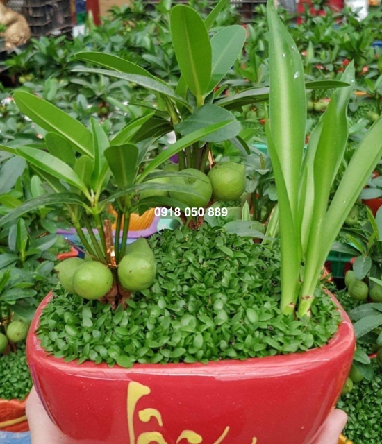 Cây tài lộc