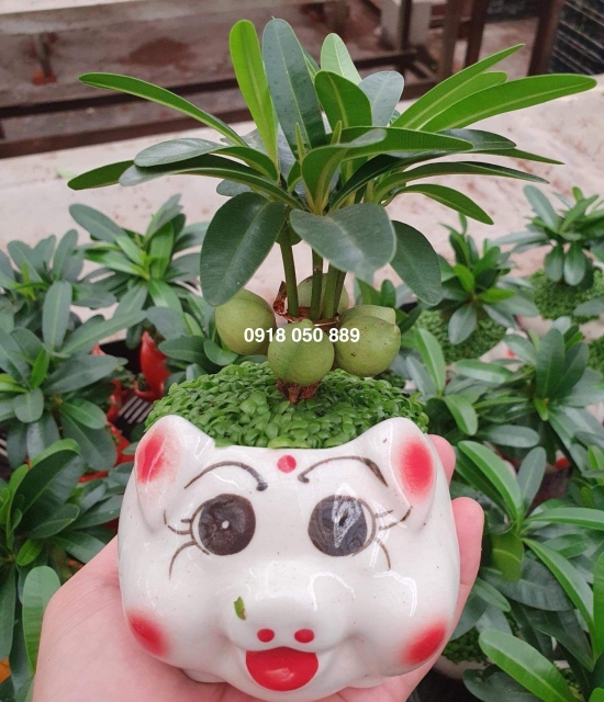 Cây tài lộc thú