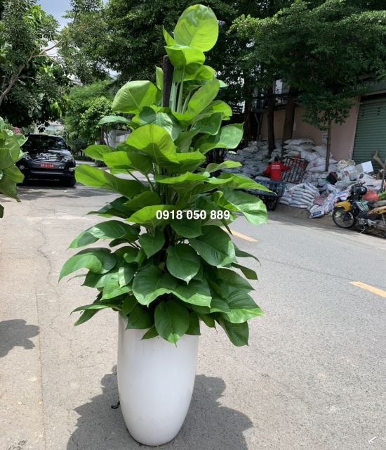 Cây Trầu bà cọc combo