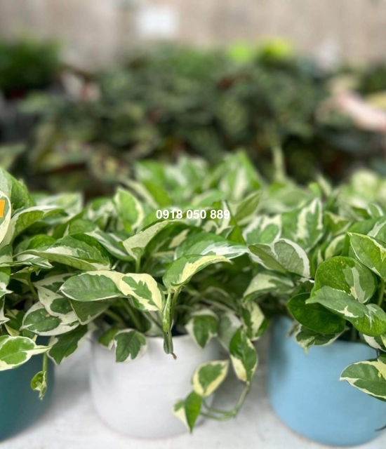 Cây Trầu bà Ngọc thuỷ 