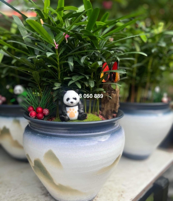 Cây vạn niên Tùng tiểu cảnh