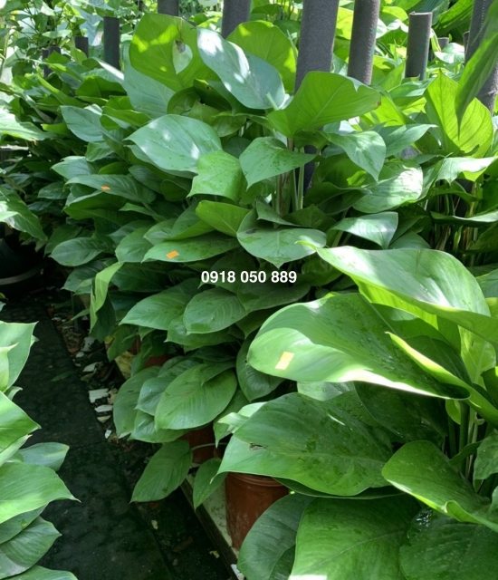Trầu bà cọc